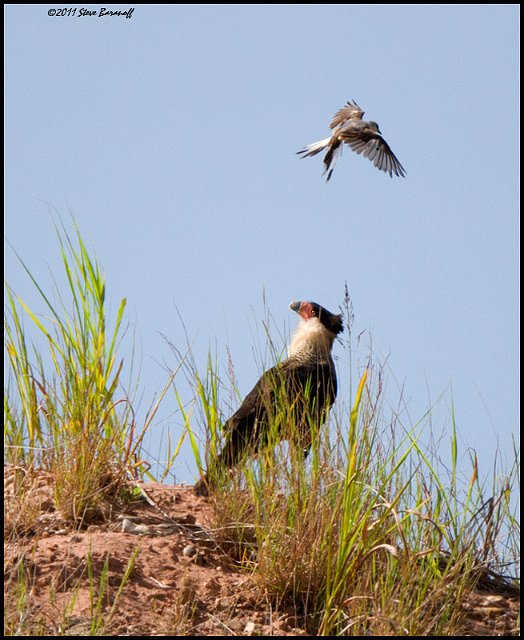 _1SB5172 scissor-tailed flycatcher and crested caracara.jpg
